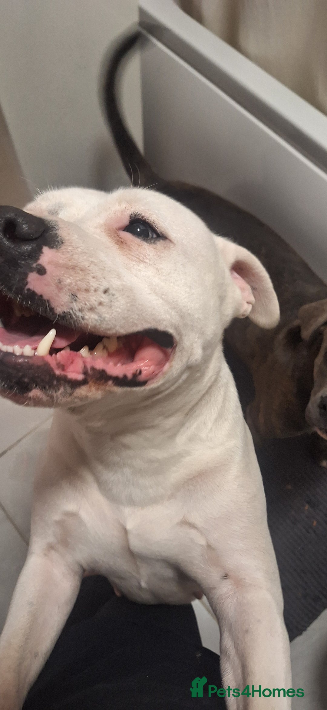 Mixed Breed dogs for sale: Looking for a safe, loving home for one dog - Advert 13