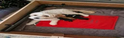 Maltipoo dogs for sale: F1b Maltipoo pups - Advert 9