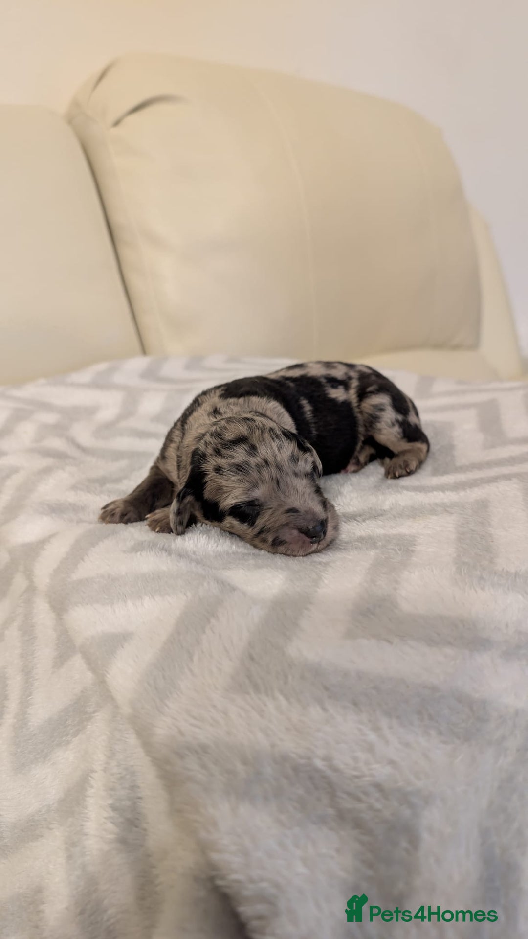 Labradoodle dogs for sale: 11 adorable Labradoodle puppies - Image 4