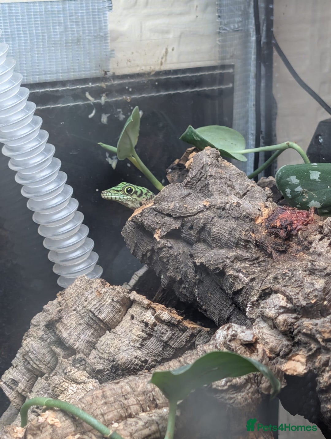 Gecko reptiles for sale: Juvenile Standings Day Geckos - Image 3