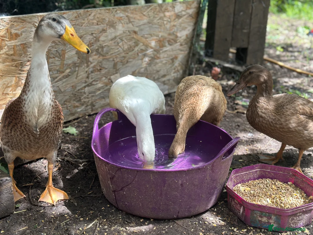 Ducks poultry for sale: Mixed flock for sale in Worcester - Advert 2