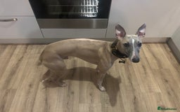 Whippet dogs for sale: 17 month old Male Whippet - Image 6