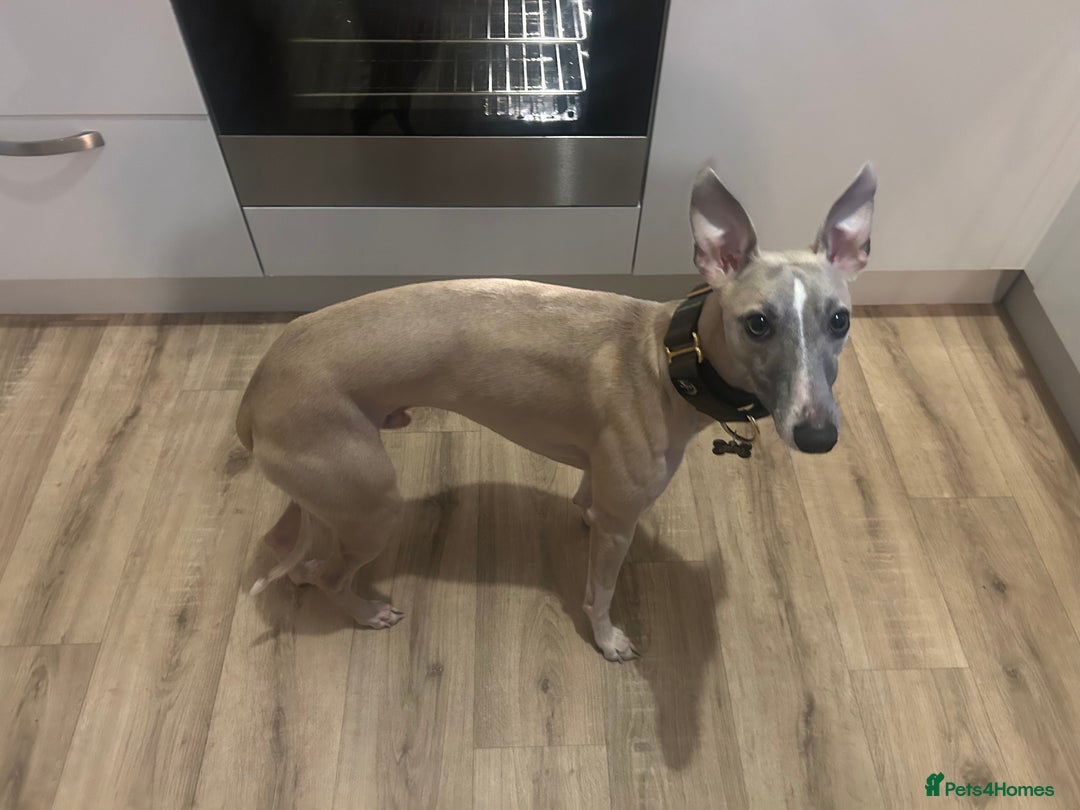 Whippet dogs for sale: 17 month old Male Whippet - Image 6