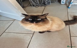 Ragdoll cats for sale: Male ragdoll looking for forever home  - Image 4