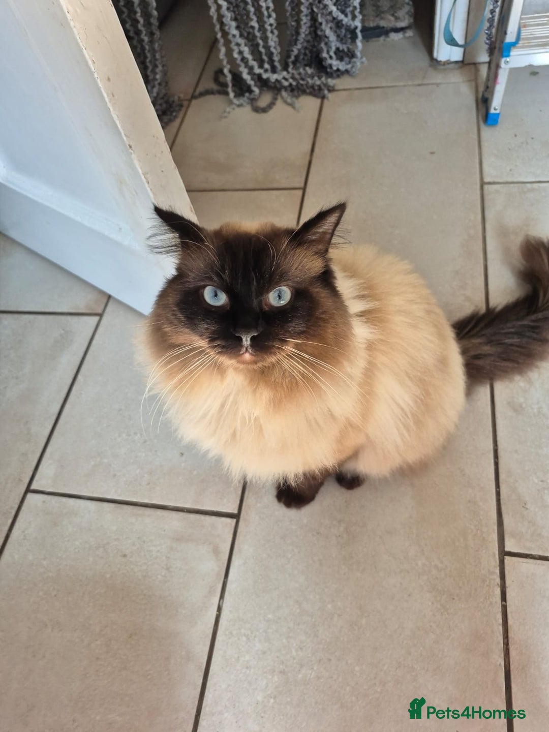 Ragdoll cats for sale: Male ragdoll looking for forever home  - Image 4