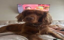Cocker Spaniel dogs for sale: 14 month old spaniel - Image 3