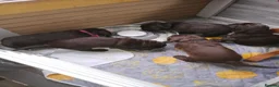 Sprocker dogs for sale: Sproker spaniel pups  - Advert 4