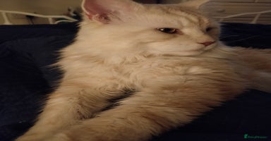 Maine Coon cats - Advert 6