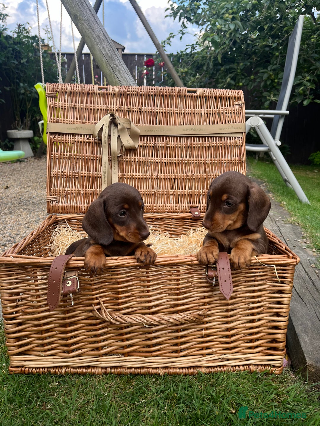 Miniature Dachshund dogs for sale: Miniature dachshund  - Image 3