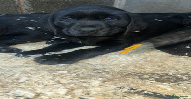 Labrador Retriever dogs Beautiful black KC registered Labradors  - Advert 15