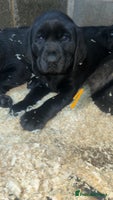 Labrador Retriever dogs Beautiful black KC registered Labradors - Advert 3