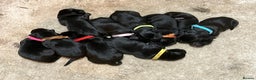Labrador Retriever dogs for sale: Litter of 10 Beautiful black Puppies - Advert 3