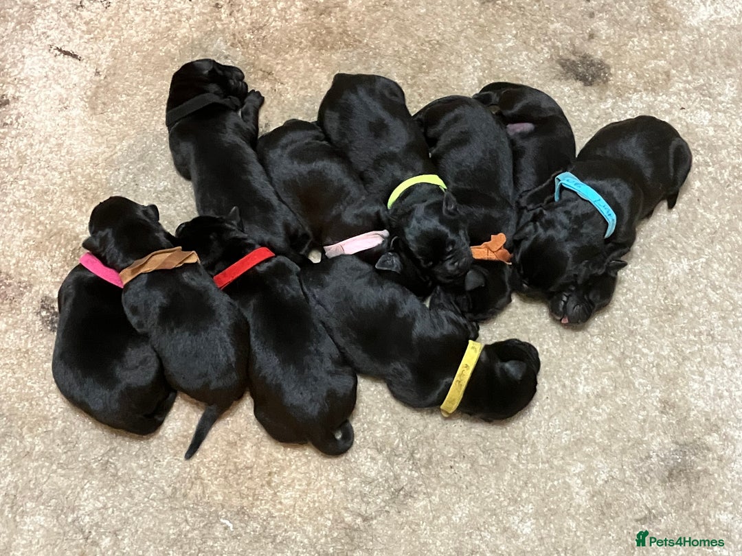 Labrador Retriever dogs for sale: Litter of 10 Beautiful black Puppies - Advert 3