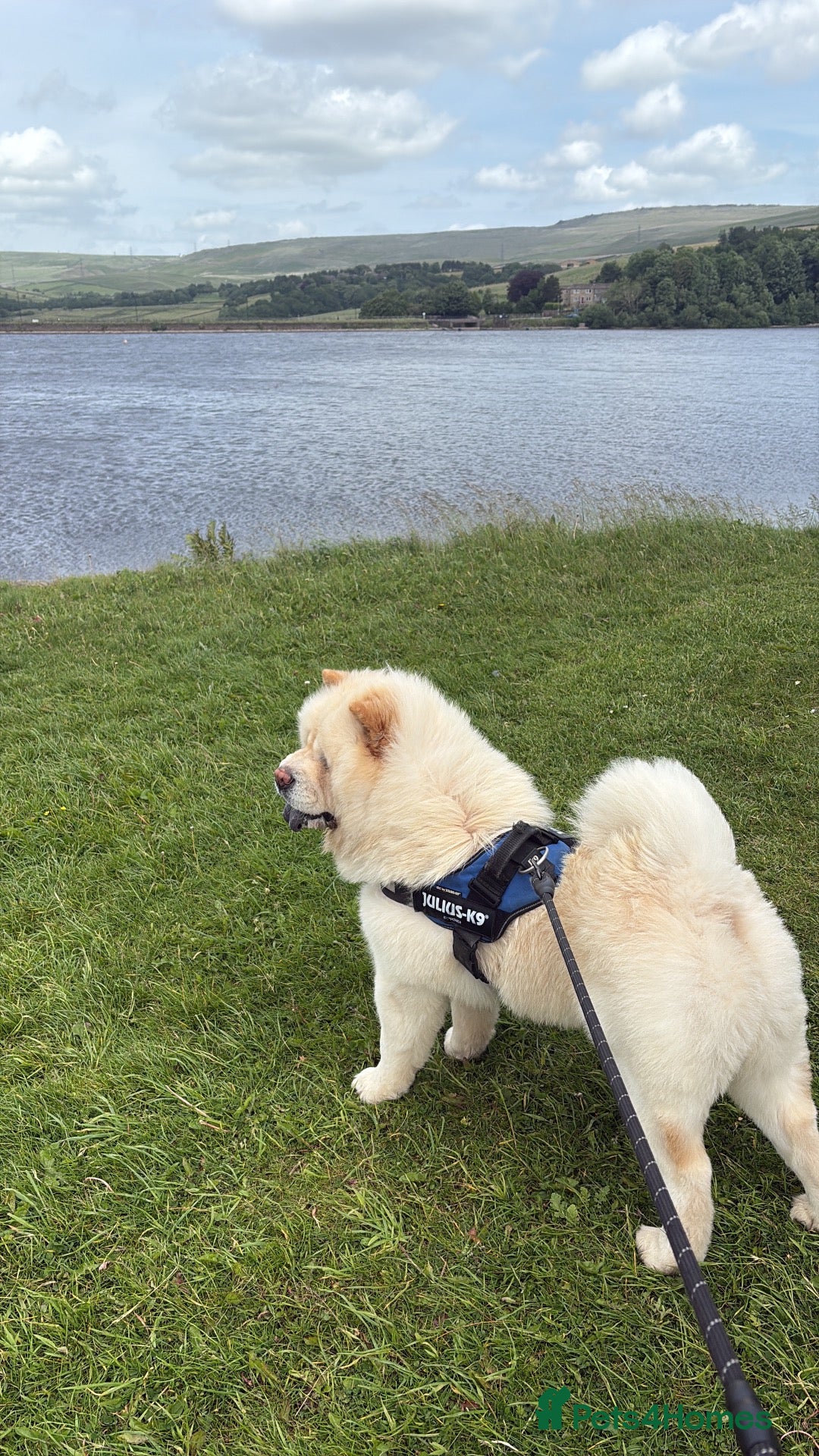 Chow Chow dogs for sale: Male chow chow for sale - Advert 5