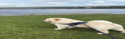 Chow Chow dogs for sale: Male chow chow for sale in Bolton - Advert 1