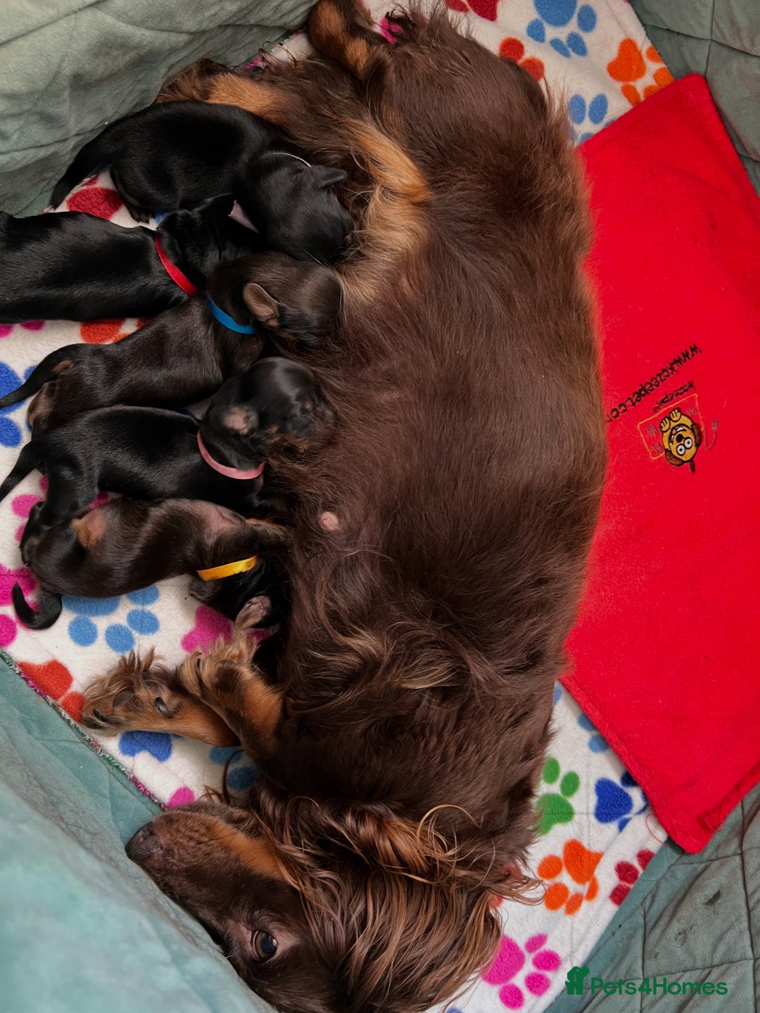 Miniature Dachshund dogs for sale: KC REG long hair miniature dachshund  - Image 13