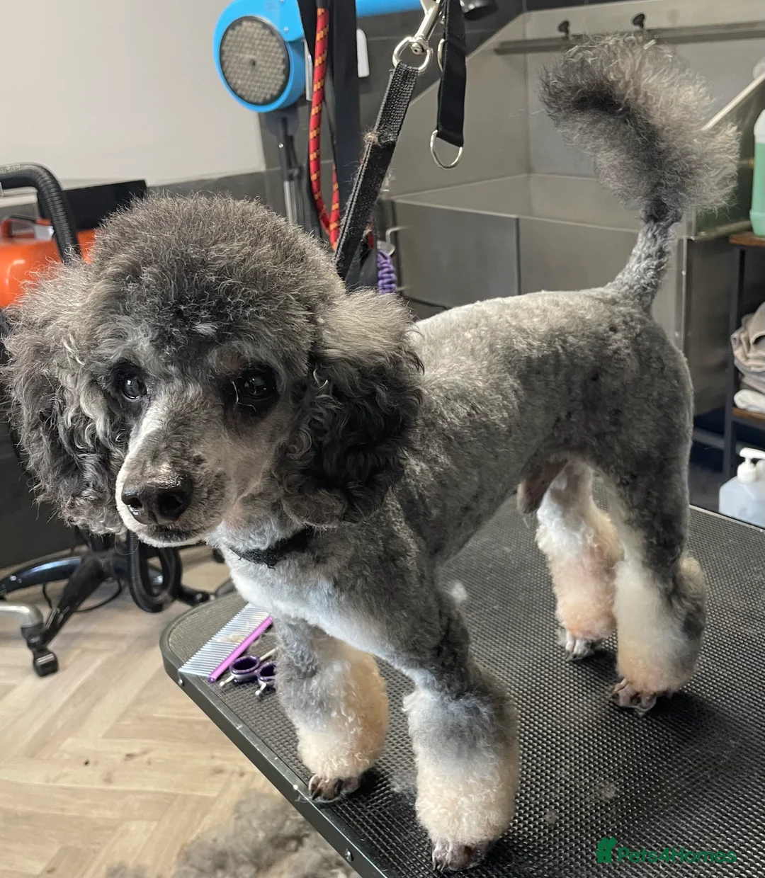 Toy Poodle dogs for stud: Silver Phantom Toy Poodle for stud - Advert 2