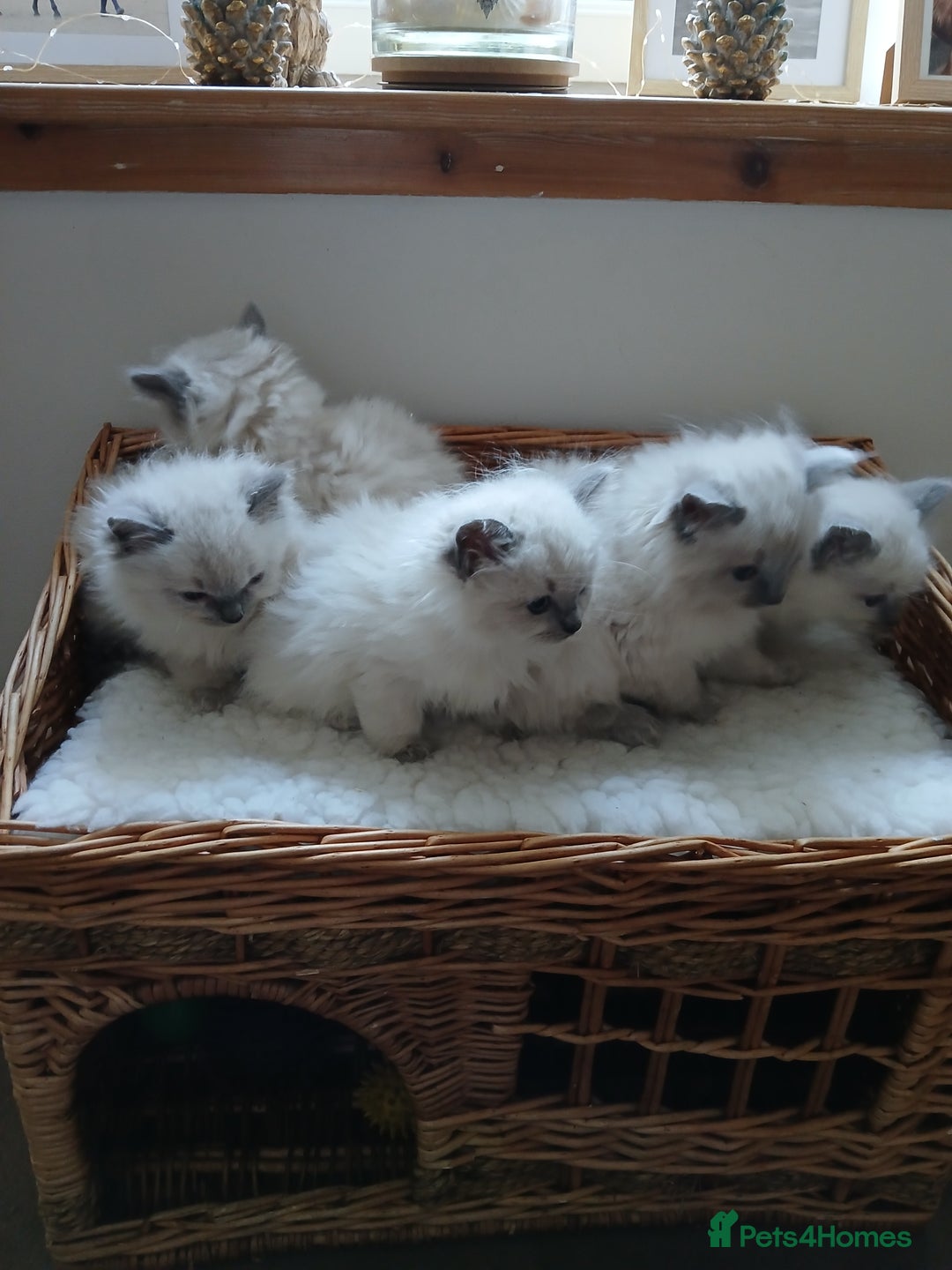 Ragdoll cats for sale: Blue point Ragdoll kittens  - Image 4