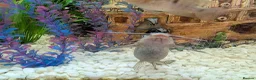 Other/Mixed Breed fish for sale: XL tropical fish  - Advert 4