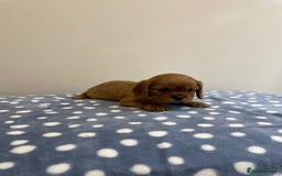 Cavalier King Charles Spaniel dogs for sale: Cavalier King Charles  - Image 28