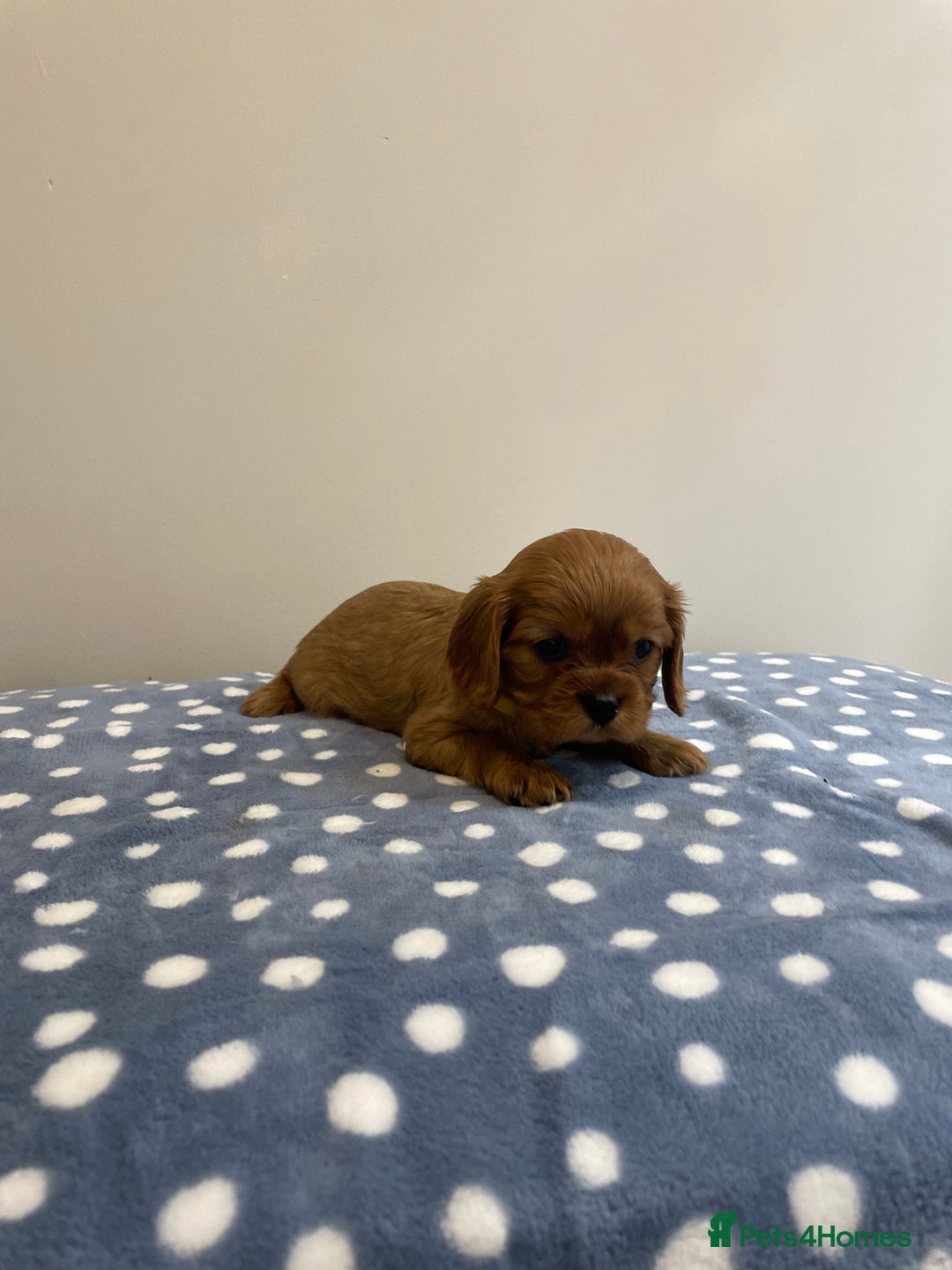 Cavalier King Charles Spaniel dogs for sale: Cavalier King Charles  - Image 28