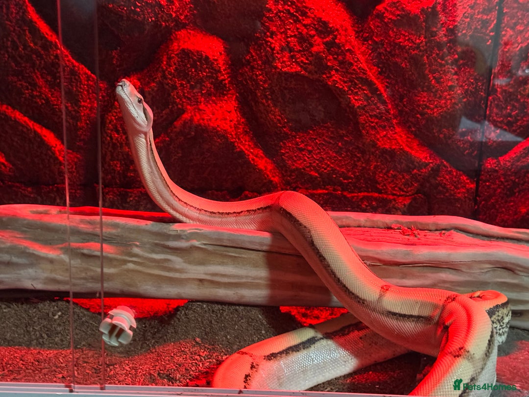 Boa Snake reptiles for sale: Super Albino Motley Boa Bwc - Image 4