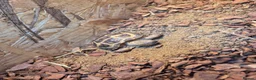 Tortoise reptiles for sale: Horsefield Tortoise in Stockton-on-Tees - Advert 3