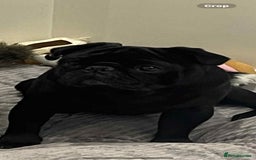 Pug dogs for stud: Pug for stud  - Image 2