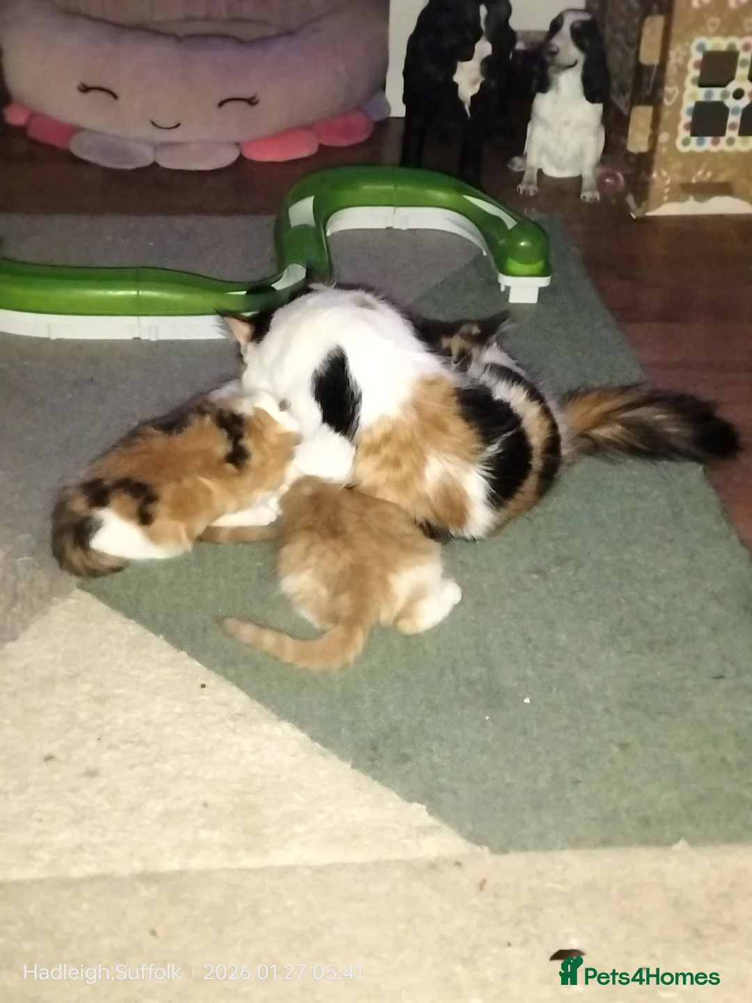 Mixed Breed cats for sale: GORGEOUS DOG AND HOOVER PROOF LONG HAIRED KITTENS - Advert 4
