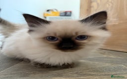 Ragdoll cats for sale: GCCF Registered seal point kittens - Image 7