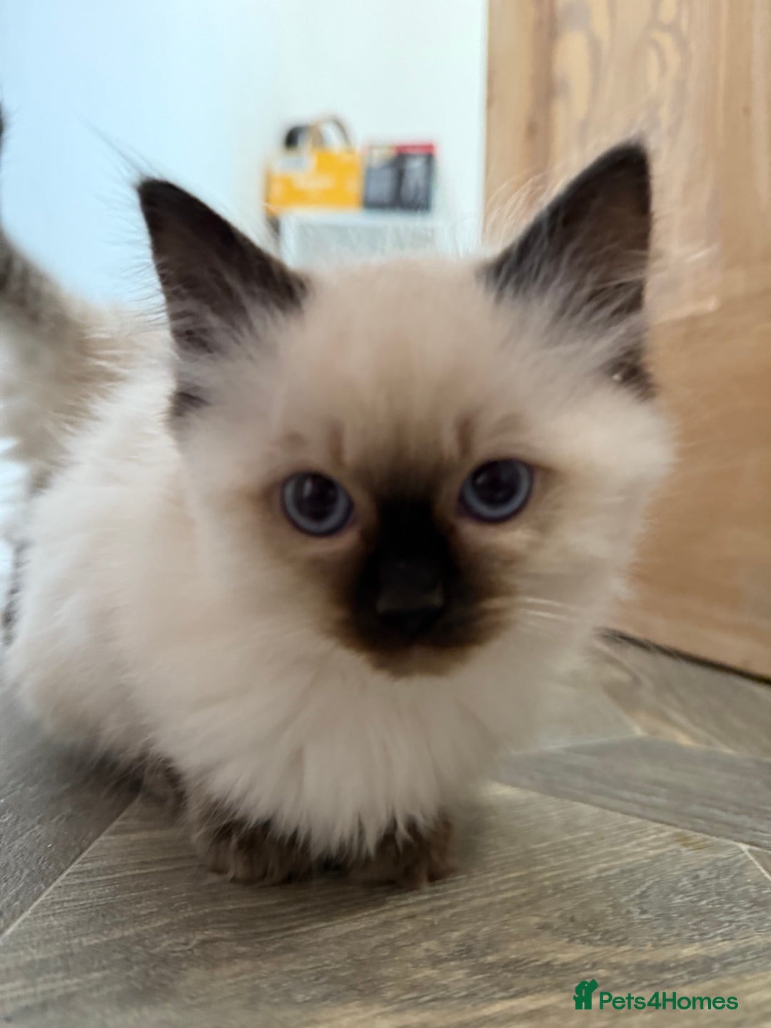Ragdoll cats for sale: GCCF Registered seal point kittens - Image 7