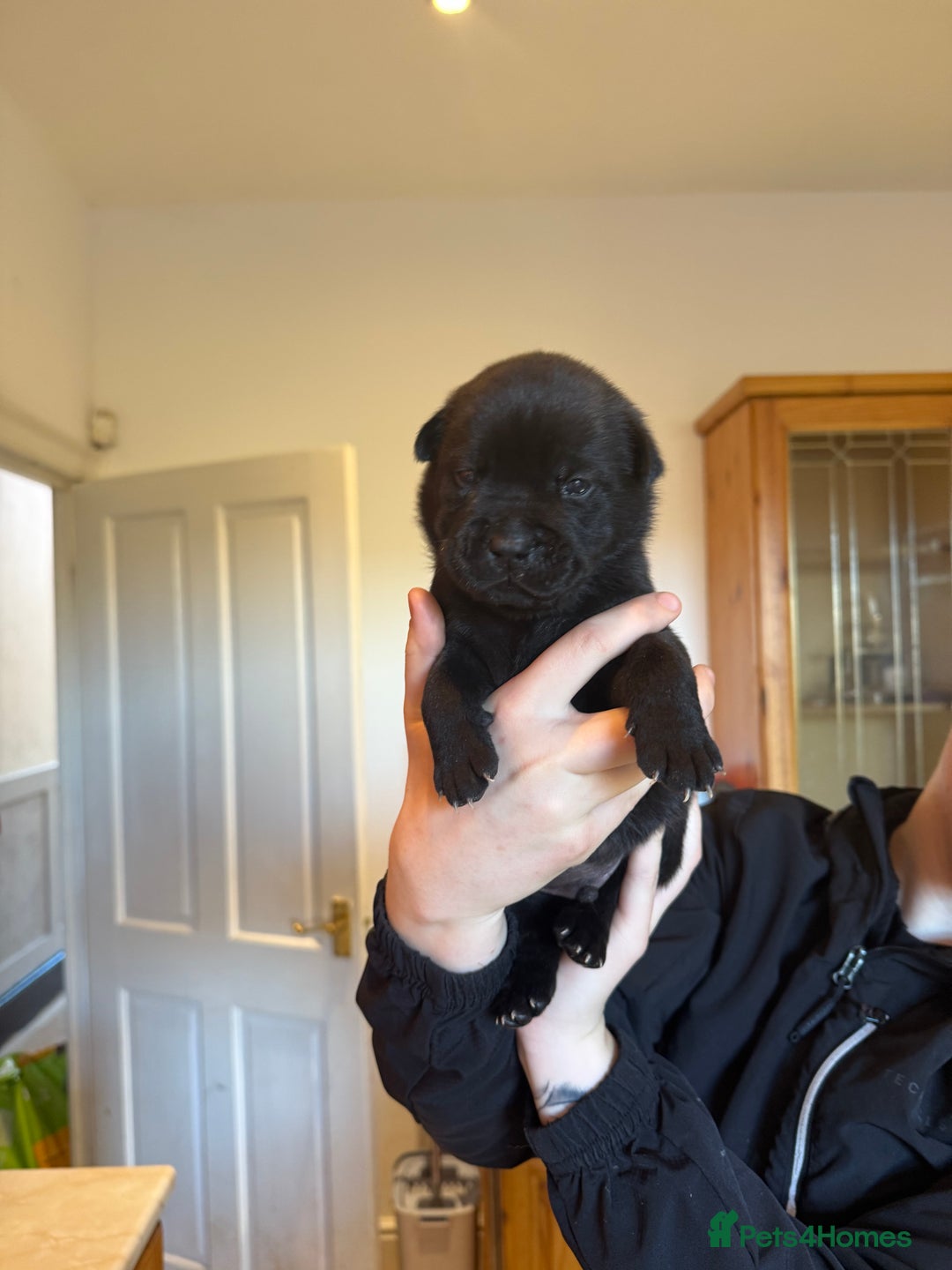 Mixed Breed dogs for sale: American bulldog / chowchow  - Advert 8