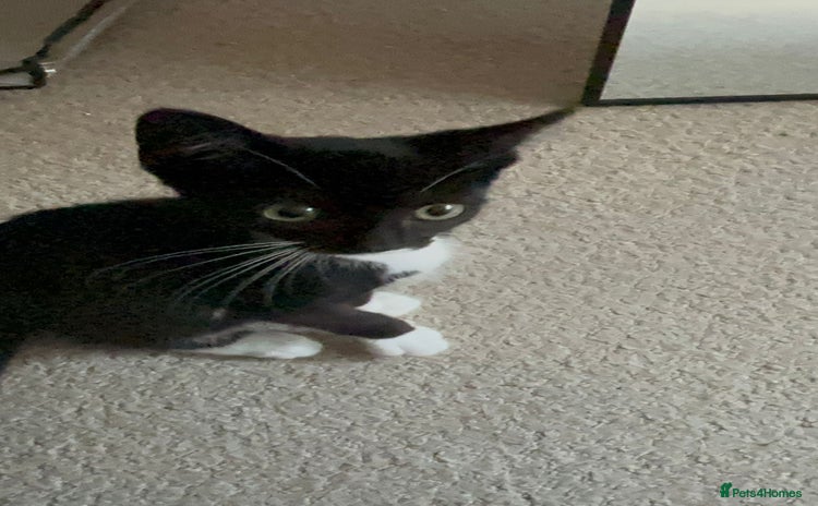 Mixed Breed cats - Advert 4