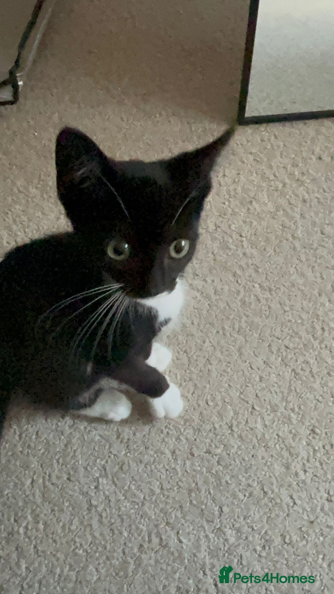 Mixed Breed cats for sale: Adorable kitten ready for a new home - Image 1