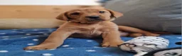 Springador dogs for sale: Wonderful Springador Puppies  - Advert 10