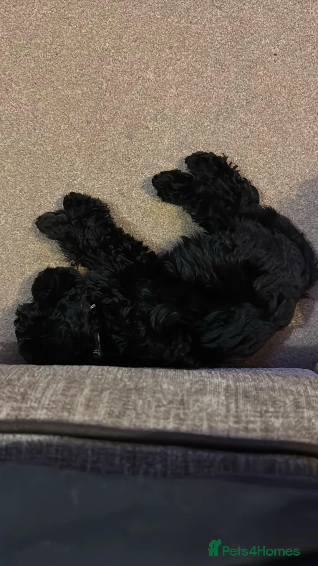 Cockapoo dogs for sale: 6 month old cockerpoo male - Advert 7
