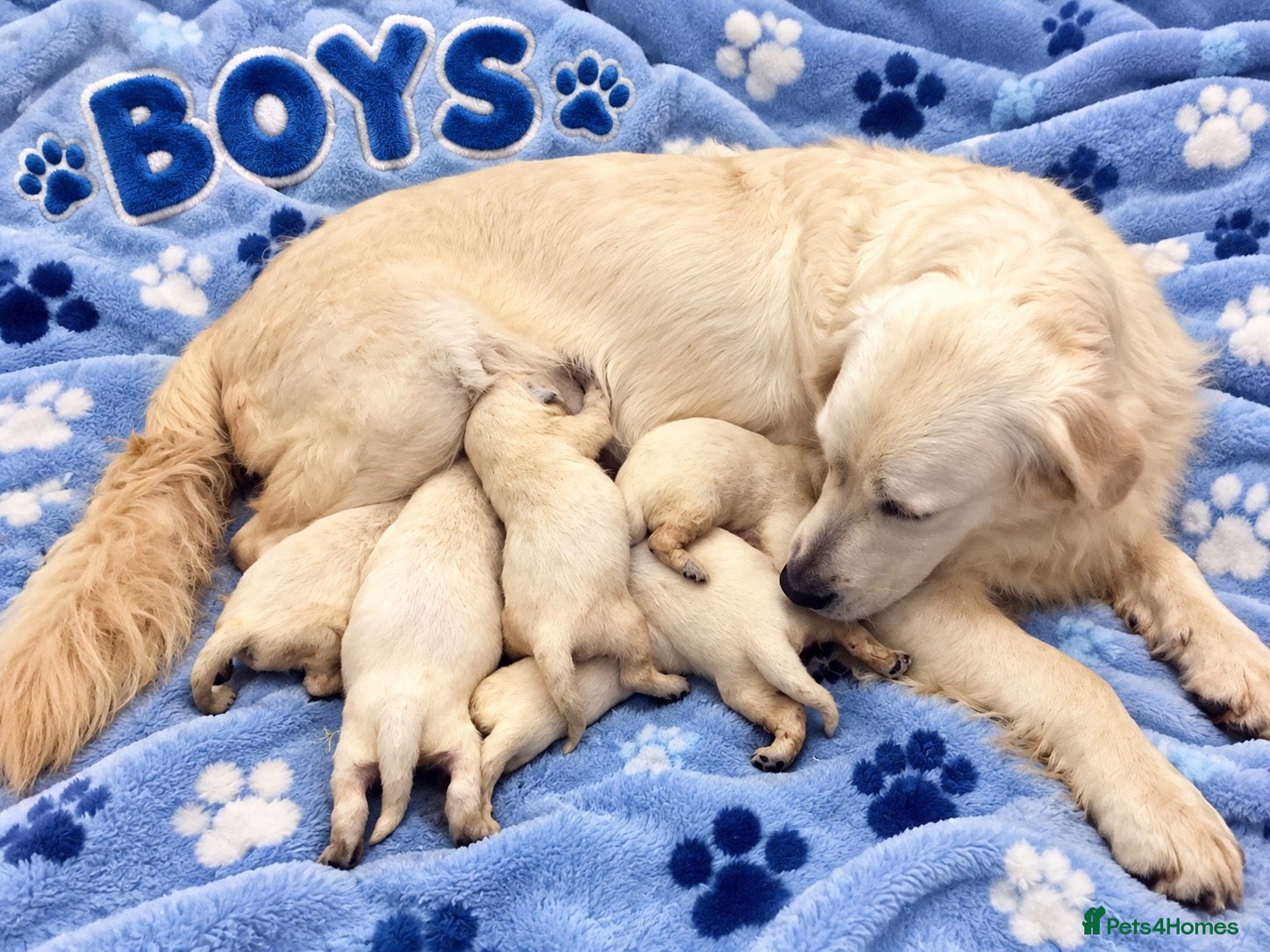Golden Retriever dogs EXCEPTIONAL SHOW GOLDEN RETREIVER PUPPIES. - Advert 2