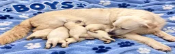 Golden Retriever dogs for sale: EXCEPTIONAL SHOW GOLDEN RETREIVER PUPPIES. - Advert 22