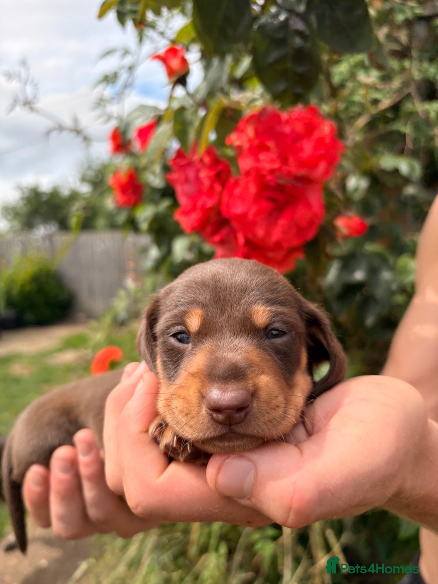 Miniature Dachshund dogs  2  gorgeous Females Available 22nd July  - Advert 13
