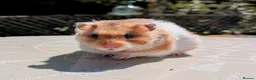 Hamster rodents for sale: Young Syrian Hamsters in Crowborough - Advert 1