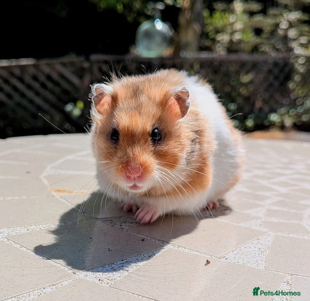 Hamster rodents for sale: Young Syrian Hamsters in Crowborough - Advert 1
