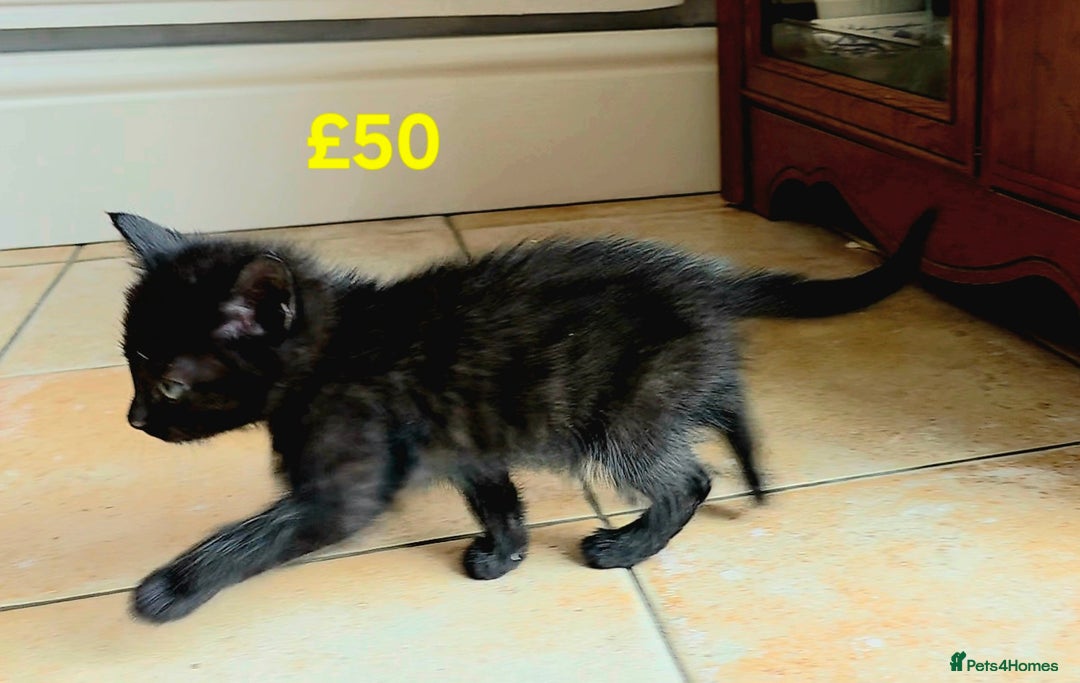 Mixed Breed cats for sale: 5 Adorable Kittens Ready for New Homes 🐾 - Image 3