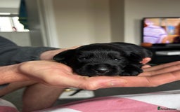 Mixed Breed dogs for sale: Gorgeous jackapoo puppies boy and girl  - Image 5