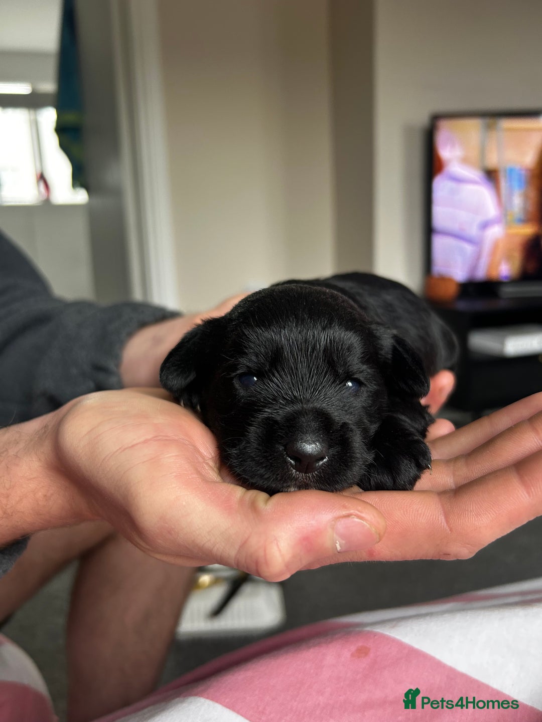 Mixed Breed dogs for sale: Gorgeous jackapoo puppies boy and girl  - Image 5