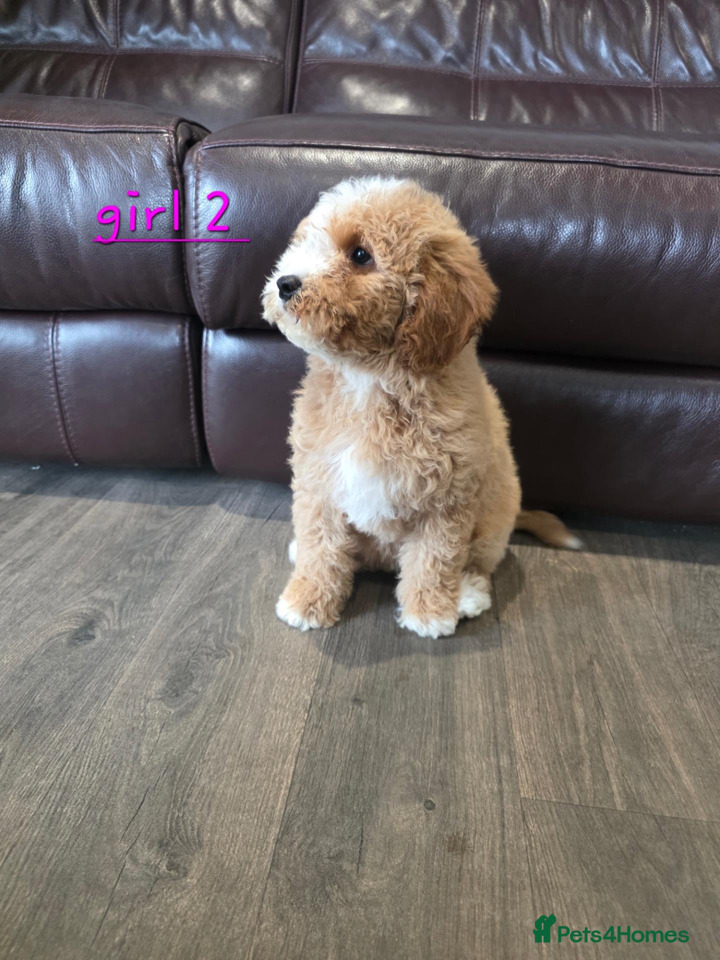 Cavapoo dogs 5 Adorable F1B Cavapoo puppies for sale 🐾🩷  - Advert 1