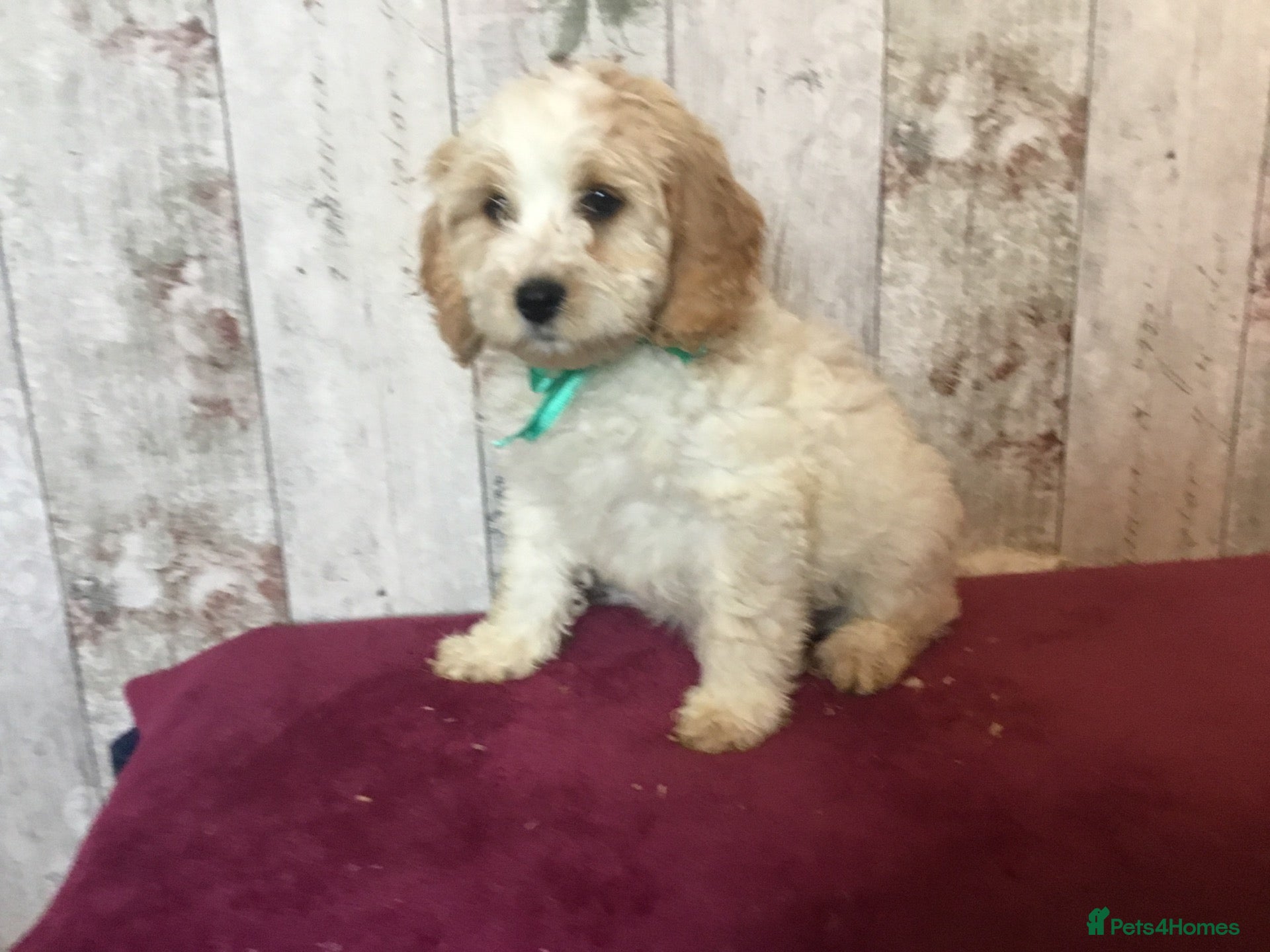 Mixed Breed dogs Adorable fluffball Cockalierpoo pups - Advert 1
