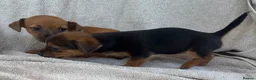Chorkie dogs for sale: 3 beautiful Chorkie puppys - Advert 5