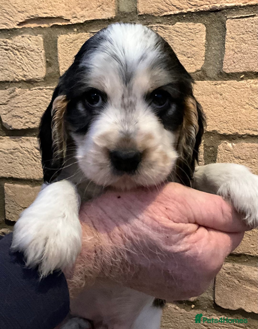 Cocker Spaniel dogs for sale: Stunning Litter of Show Cocker Spaniel Puppies  - Advert 16