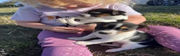 Jack Russell dogs for sale: DOCKED/ SMOOTH COAT/ SHORT LEG JACK RUSSELS - Advert 1