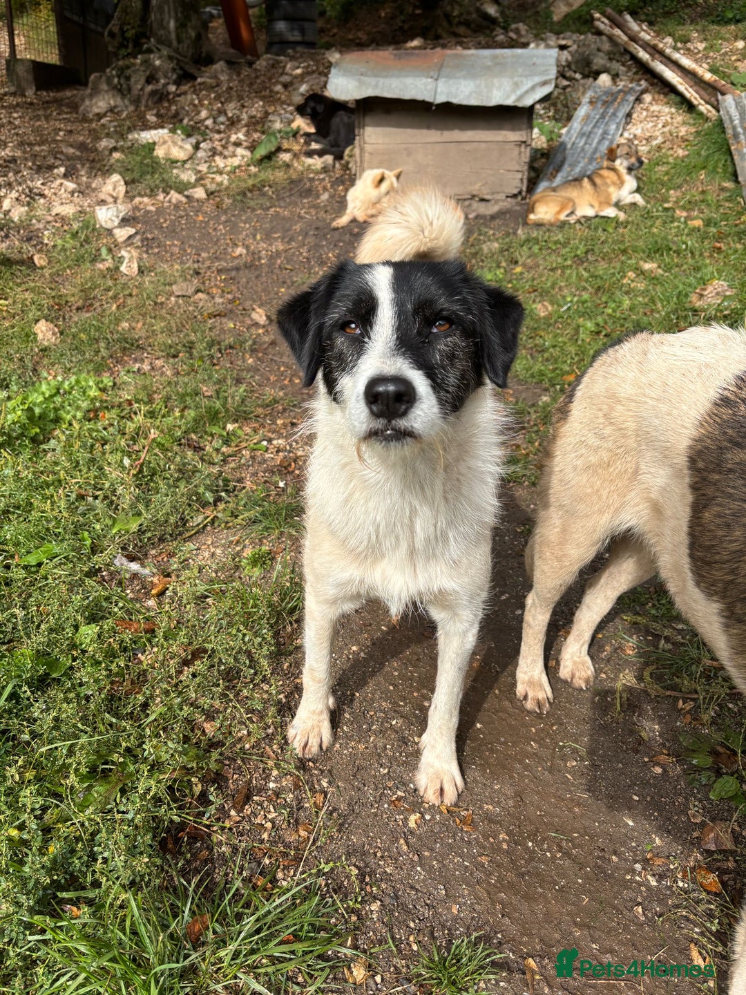 Mixed Breed dogs for adoption: Poppy ❤️ - Advert 3